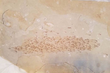 美国绿河组石灰岩中发现5000万年前的鱼群化石 包括259条小鱼