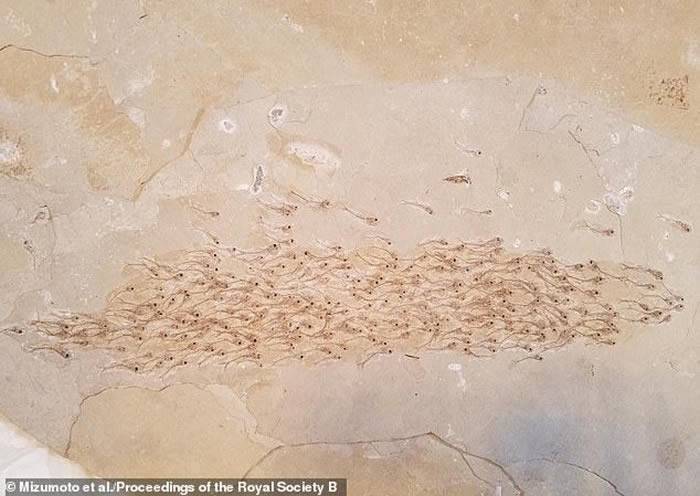 美国绿河组石灰岩中发现5000万年前的鱼群化石 包括259条小鱼