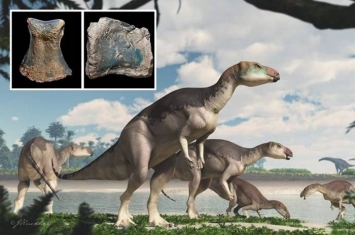 澳大利亚新南威尔士省内陆小镇出土恐龙化石 33年后终证属新品种