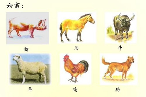 古代六畜谁地位最高?古人最大肉食来源是什么?