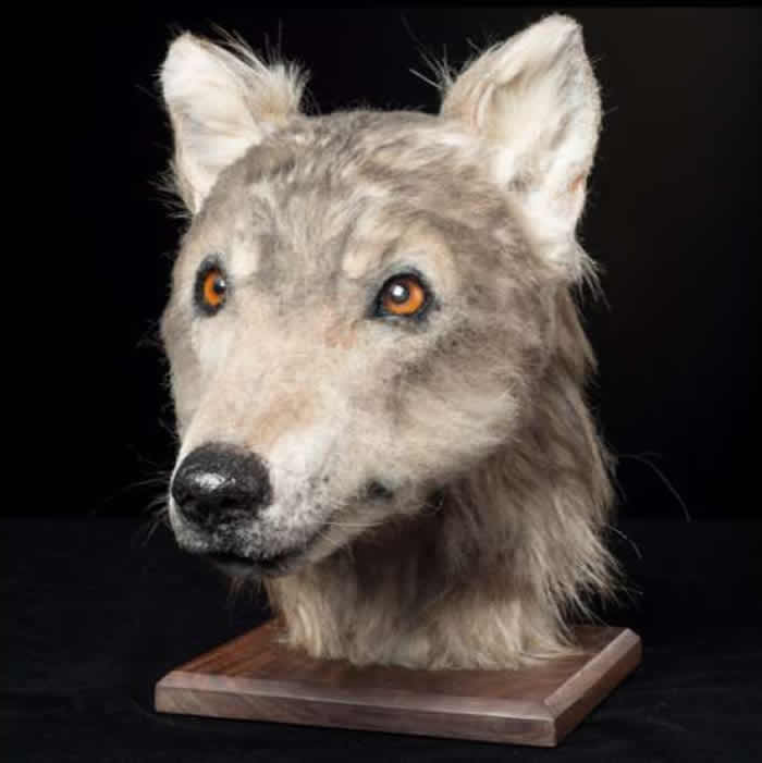 苏格兰利用面部修复技术展示近五千年前狗的模样