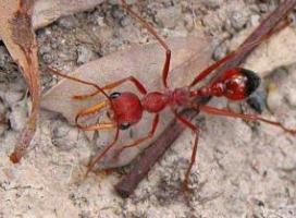 世界上毒性最强的蚂蚁子弹蚁，叮咬像子弹击中(疼痛指数第一)
