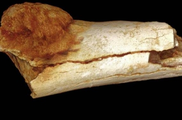 埃塞俄比亚阿瓦什低谷发现最古老的直立行走南方古猿遗骸