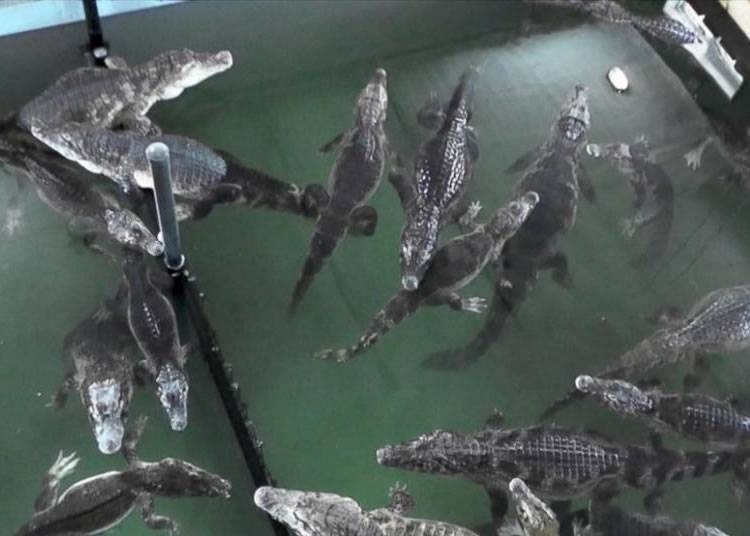 加拿大男子养150条鳄鱼做宠物 想弃养求助动物园