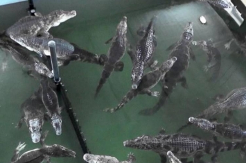 加拿大男子养150条鳄鱼做宠物 想弃养求助动物园