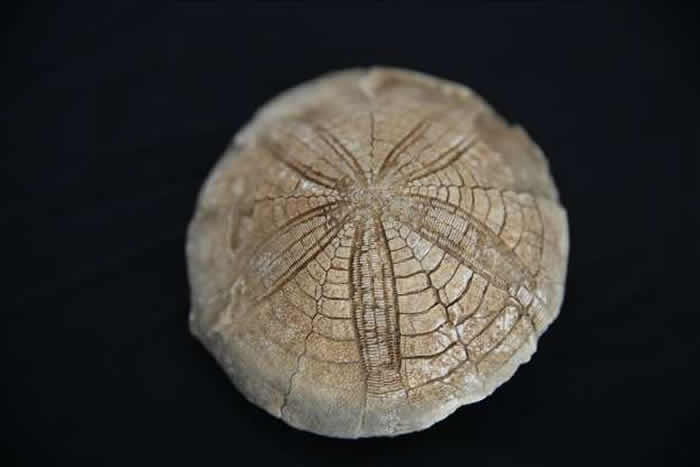 土耳其生物学老师20年来收集上千块化石 将家变成博物馆