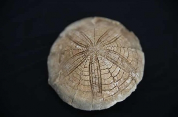 土耳其生物学老师20年来收集上千块化石 将家变成博物馆