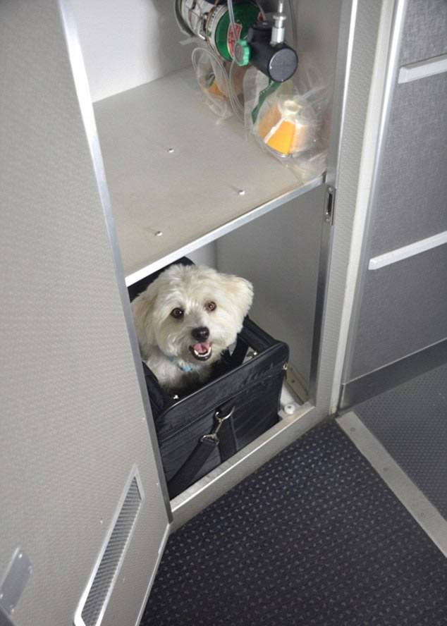 美国航空公司推“宠物专座” 跟主人一起坐飞机