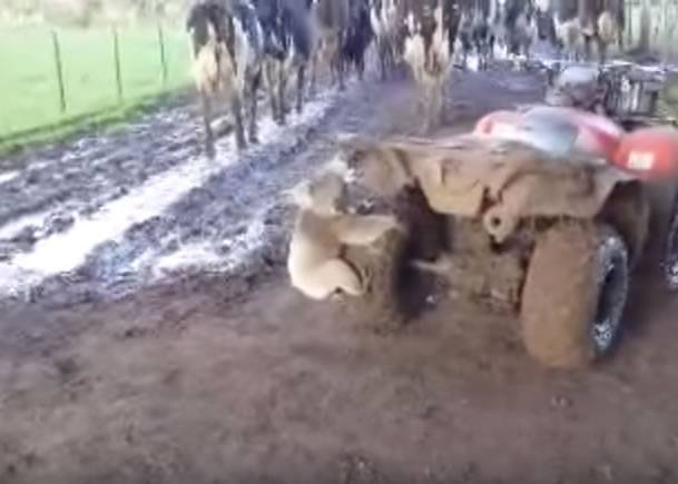 澳洲女农夫坐在四轮车上赶牛 遇“进击树熊”狂追车尾