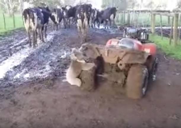 澳洲女农夫坐在四轮车上赶牛 遇“进击树熊”狂追车尾