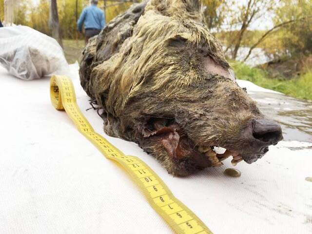 来自地狱的猎犬！西伯利亚的永久冻土层挖出4万年前巨型狼头