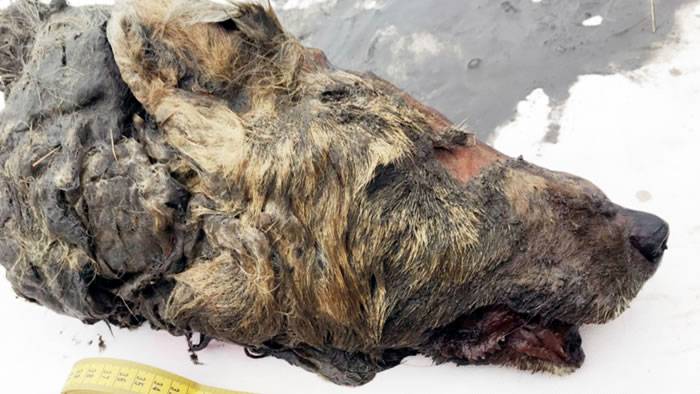 来自地狱的猎犬！西伯利亚的永久冻土层挖出4万年前巨型狼头