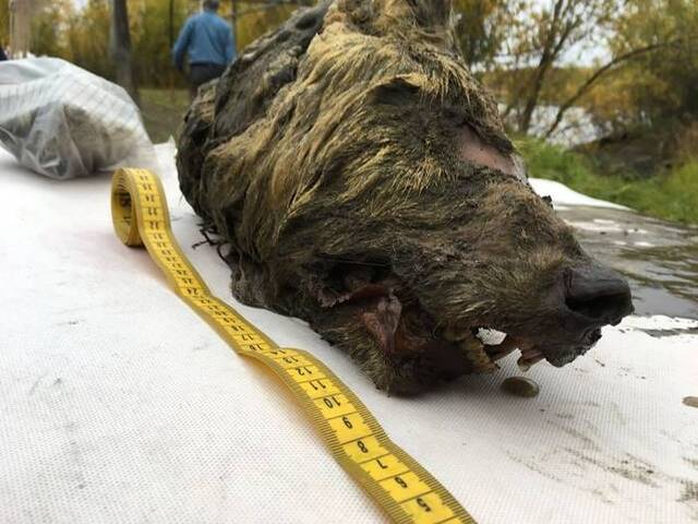 俄罗斯西伯利亚雅库特永久冻土层内发现4万年前冰河时期野狼头部