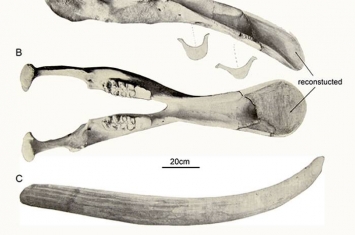 最新研究成果揭开颌铲象的起源与身世之谜