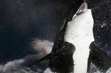 连大白鲨都害怕的猛兽——虎鲸
