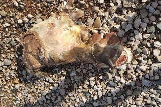英国德文郡男子在海滩上发现神秘动物遗骸