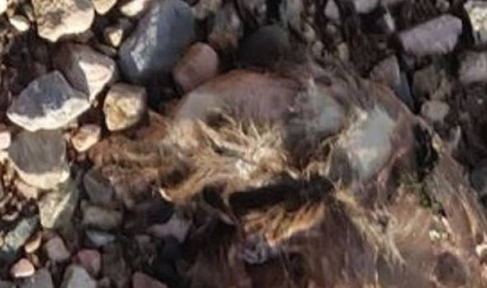 英国德文郡男子在海滩上发现神秘动物遗骸