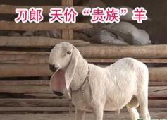 世界上最贵的羊，刀郎羊售价1400万人民币(羊中的劳斯莱斯)