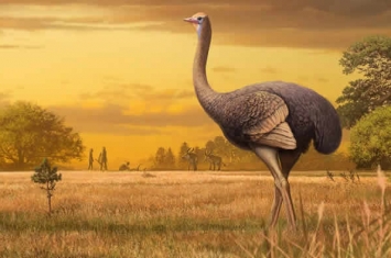 古人类首次抵达欧洲时可能与巨大鸟类一起生活