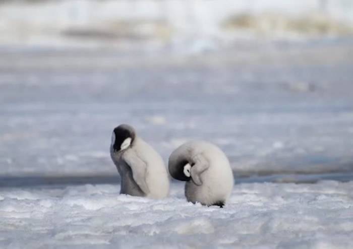 南极布伦特冰架破裂导致皇帝企鹅失去所有雏鸟 哈雷湾族群开始迁移往新栖息地