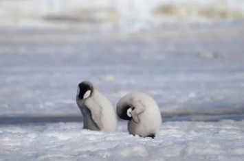 南极布伦特冰架破裂导致皇帝企鹅失去所有雏鸟 哈雷湾族群开始迁移往新栖息地