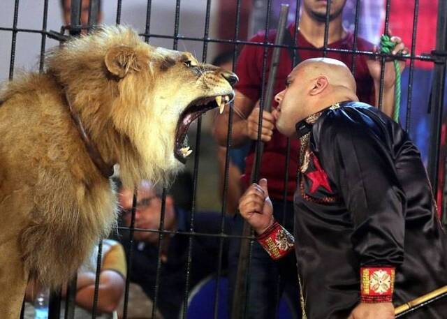埃及国家马戏团驯兽师Mohamed Sayed Elhelwe面贴面用刀喂狮子