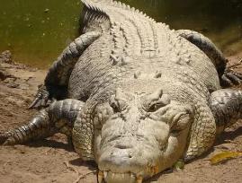 地球上最大的鳄鱼，Kalia体长7米/体重2000公斤(现存巨无霸)