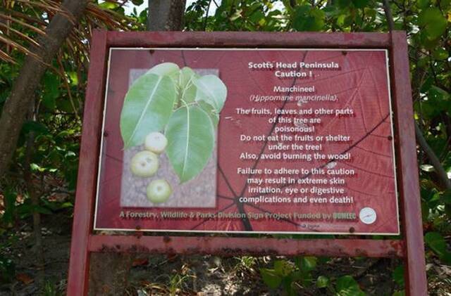 世界上最危险的树木：千万别在毒番石榴树下避雨