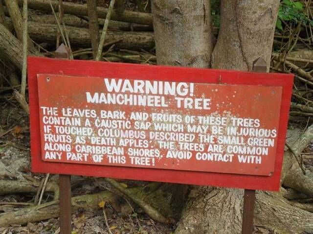 世界上最危险的树木：千万别在毒番石榴树下避雨