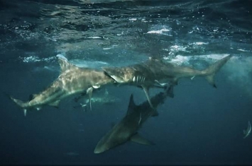 南非开普敦摄影师Mia Vorster拍到黑鳍鲨张口吞同类的惊人画面