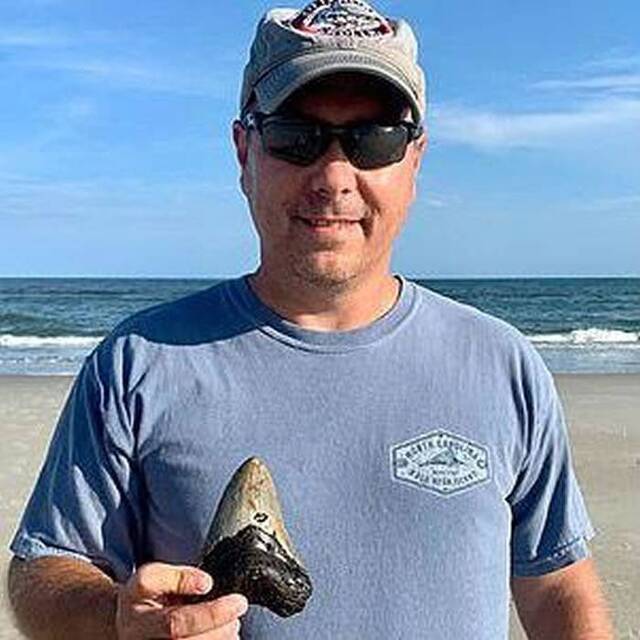 美国北卡罗来纳州男子在海滩散步时幸运捡到巨齿鲨牙齿化石