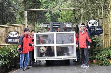 推动国际保护研究 中国2只大熊猫“如意”和“丁丁”启程前往俄罗斯莫斯科动物园