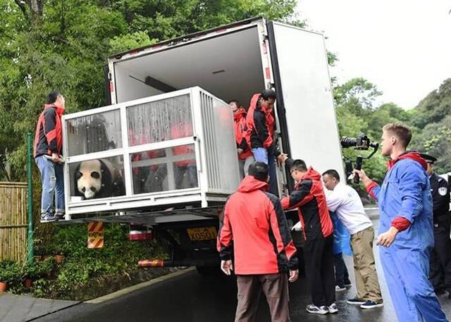 推动国际保护研究 中国2只大熊猫“如意”和“丁丁”启程前往俄罗斯莫斯科动物园