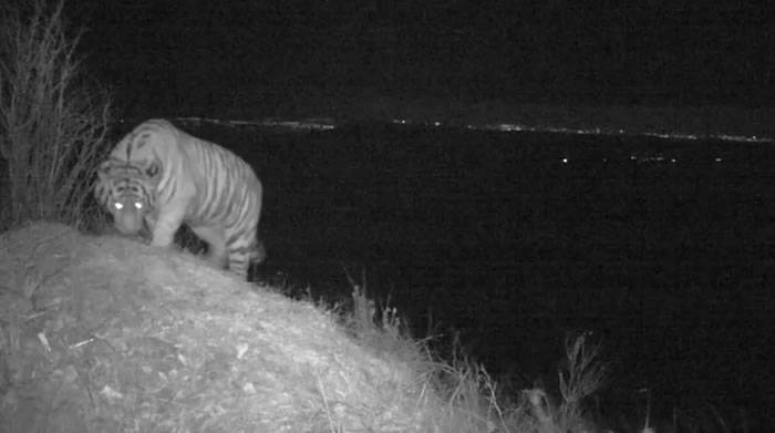 俄罗斯“豹之乡”国家公园相机陷阱首次成功拍摄到远东豹和阿穆尔虎