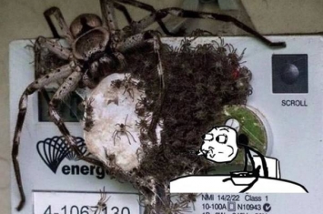 澳洲电表箱竟内藏巨大蜘蛛