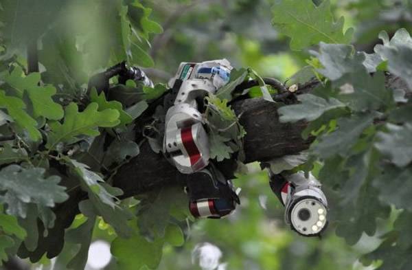美国研制新型机器蛇可潜伏在树上执行侦察任务