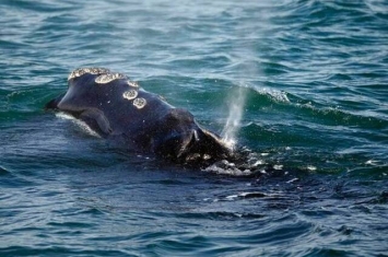 美国麻省科德角对开海域发现2对属濒危物种的露脊鲸母子