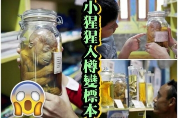 印尼诡异自然教育中心 把小猩猩入玻璃瓶制标本