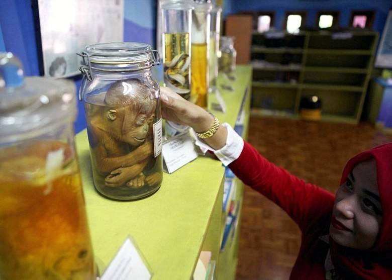 印尼诡异自然教育中心 把小猩猩入玻璃瓶制标本