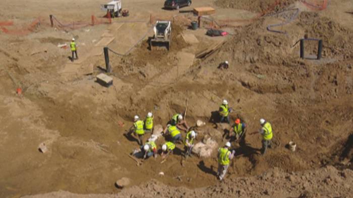 美国科罗拉多州丹佛市发现6800万年前三角龙化石