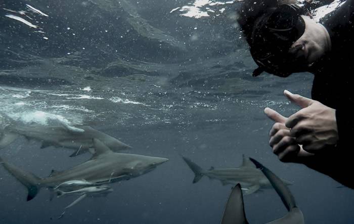 南非鲨鱼专家Mia Vorster在Aliwal Shoal水域拍摄到黑鳍鲨似正在吞食另一头鲨鱼