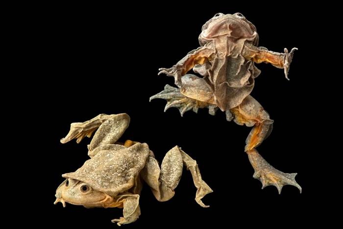 被做成壮阳药而濒危的秘鲁“的的喀喀湖蛙”如何靠盗猎者翻转命运？