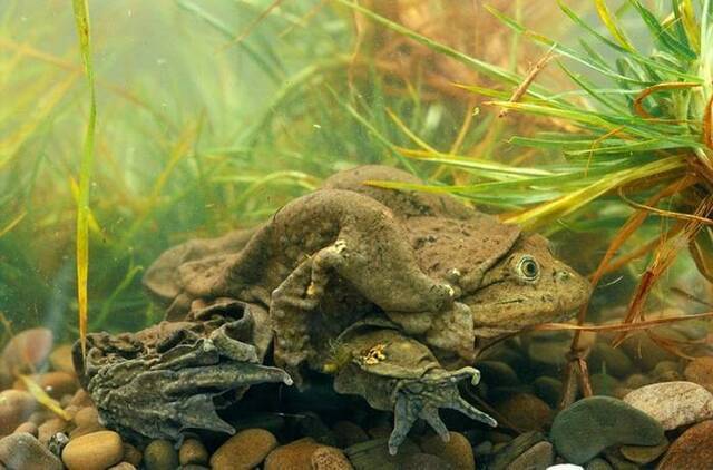 被做成壮阳药而濒危的秘鲁“的的喀喀湖蛙”如何靠盗猎者翻转命运？