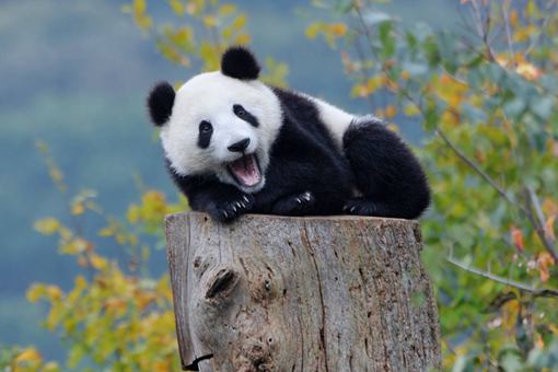 熊猫是我国国宝,为什历史上很少有记载?