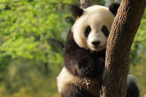 熊猫是我国国宝,为什历史上很少有记载?