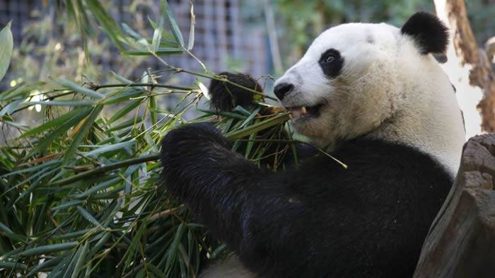新研究强调了树洞对大熊猫在其原生境中育儿的重要性
