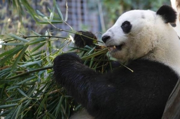 新研究强调了树洞对大熊猫在其原生境中育儿的重要性