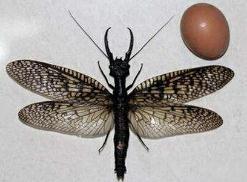 世界上最大的蜻蜓，蛇蜻蜓体型超过20厘米(空中小霸王)