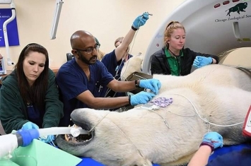 美国伊利诺伊州的布鲁克菲尔德动物园千磅北极熊首次照CT 出动推土机运送