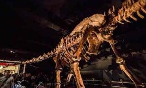 世界上最大的恐龙化石，泰坦巨龙长40米、高20米